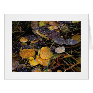 "Nature's Popsicles"