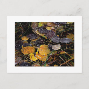 "Nature's Popsicles" Postcard