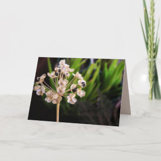 Nature's Seed : Photography Macro Card