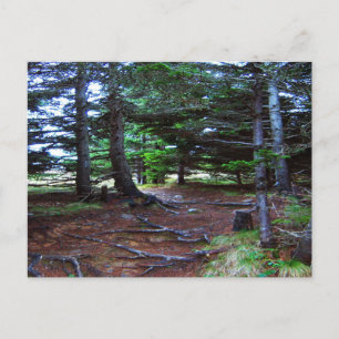 Nature's Stairway Postcard