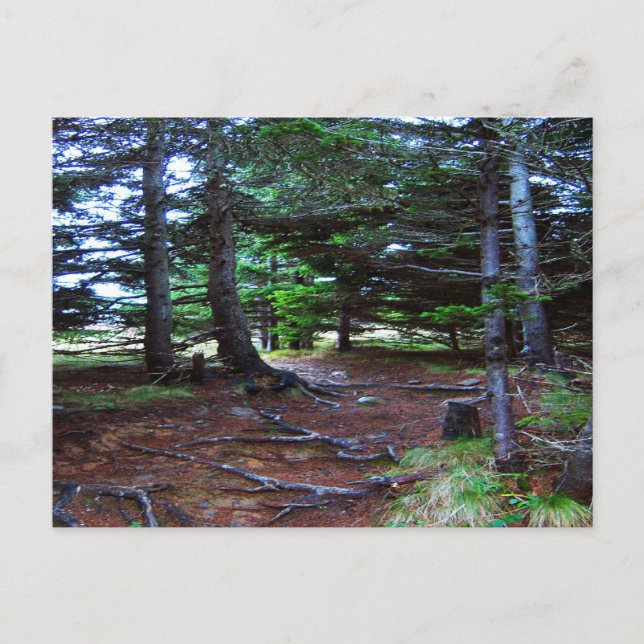 Nature's Stairway Postcard (Front)