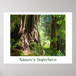 Nature's Superhero art prints Big Redwood Trees