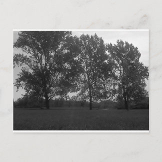 Natures Triplets Growing With The Wind Postcard