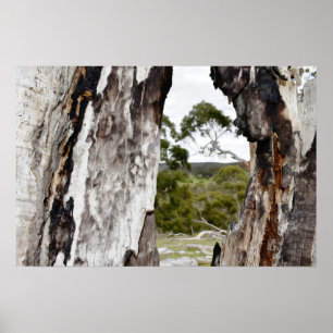 Nature's Window Poster