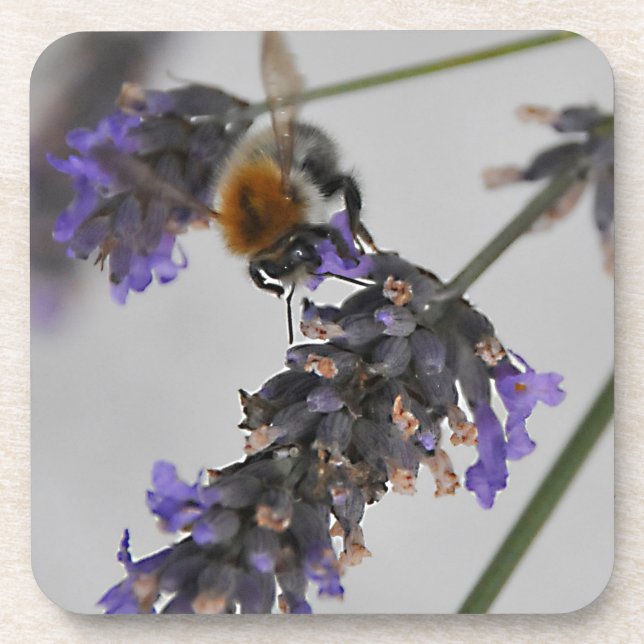 Natures Wonderful Workers Coaster (Front)