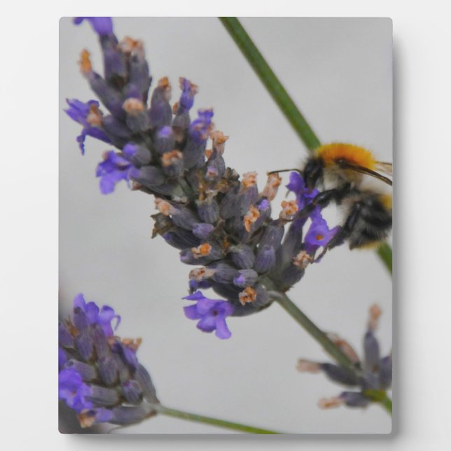 Natures Wonderful Workers Plaque (Front)