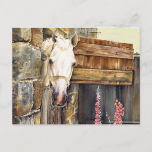 'Naughty Boy' white horse in a barn Postcard