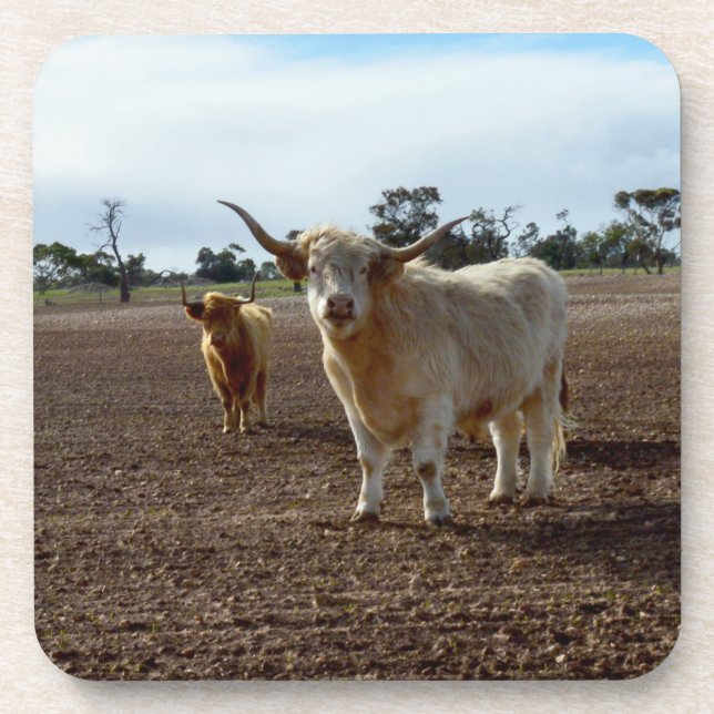 Naughty Highland Cows Ate Crop, Set Of Coasters (Front)