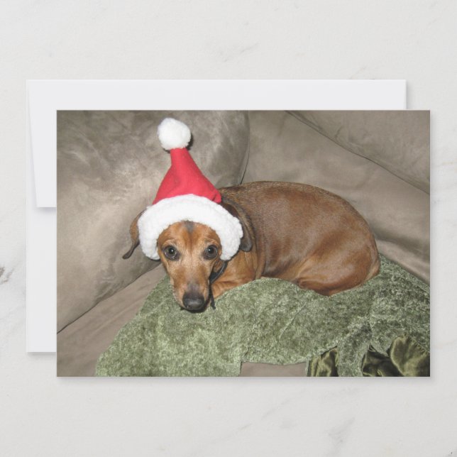 Naughty list - Reluctant Santa Dachshund Holiday Card (Front)