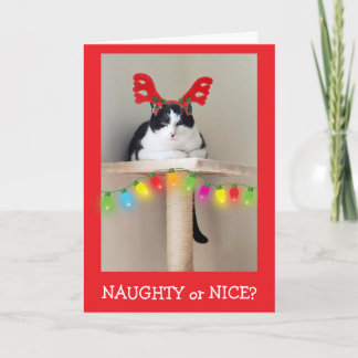 Naughty or Nice Funny Cat Christmas Holiday Card