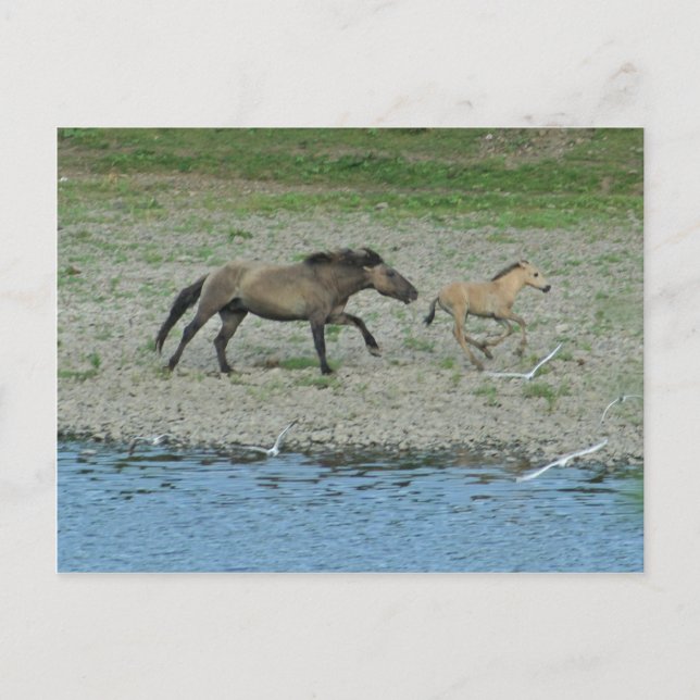 naughty postcard (Front)