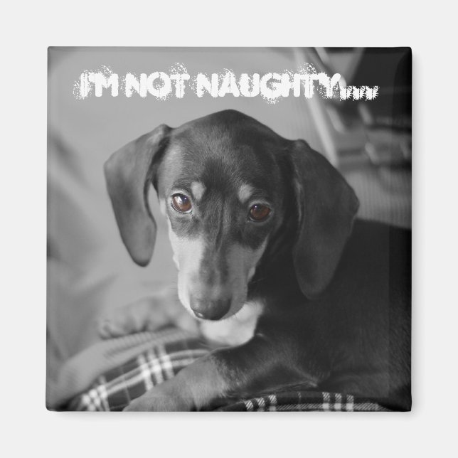 Naughty weiner dog magnet (Front)