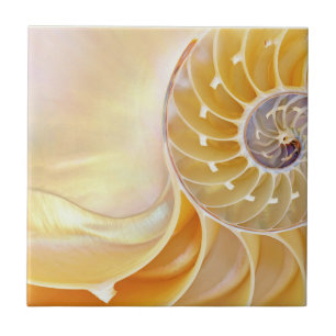 Nautilus Ceramic Tile