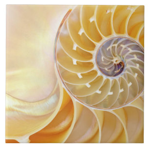 Nautilus Ceramic Tile