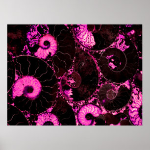Nautilus pink shell, scared geometry  poster