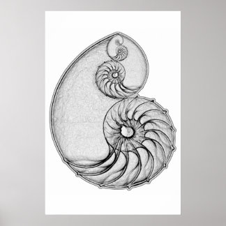 Nautilus Poster
