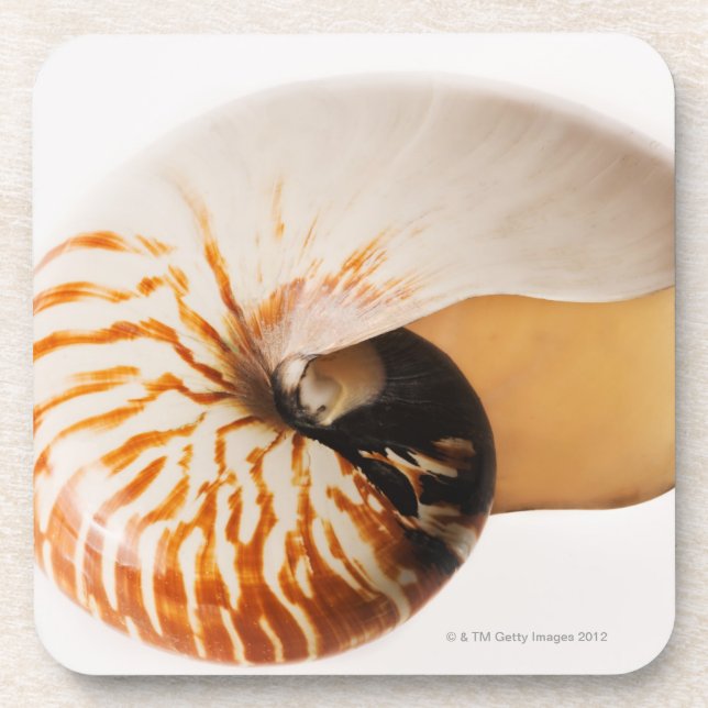Nautilus seashell (Nautilus stenomphalus) Coaster (Front)