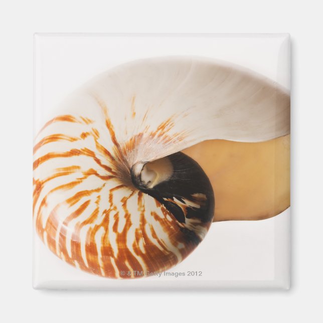 Nautilus seashell (Nautilus stenomphalus) Magnet (Front)