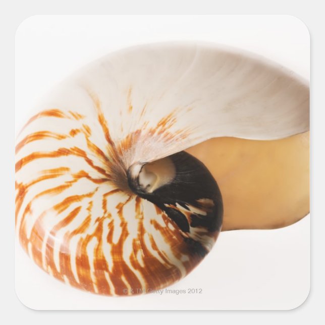 Nautilus seashell (Nautilus stenomphalus) Square Sticker (Front)