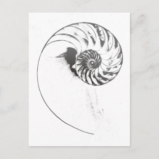 Nautilus shell 1 postcard