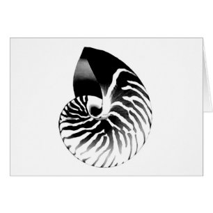 Nautilus shell - black, grey and white