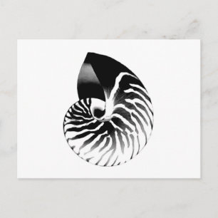 Nautilus shell - black, grey and white postcard