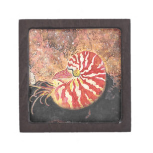 nautilus shell box