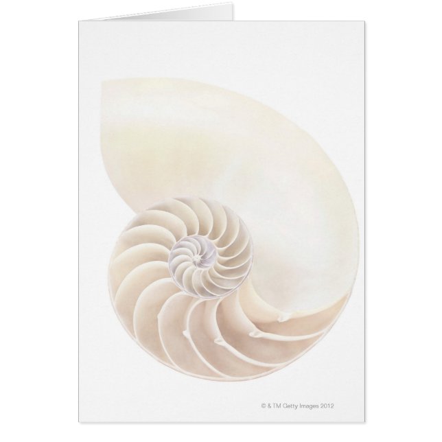 Nautilus shell, close-up (Front)