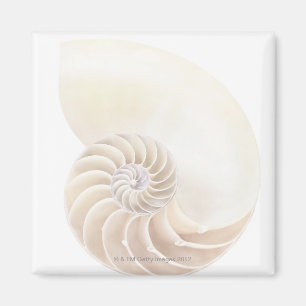 Nautilus shell, close-up magnet