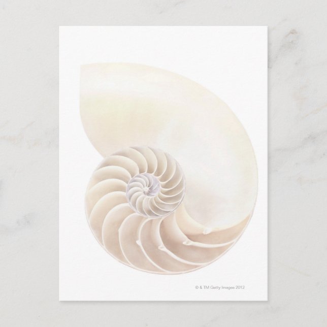 Nautilus shell, close-up postcard (Front)