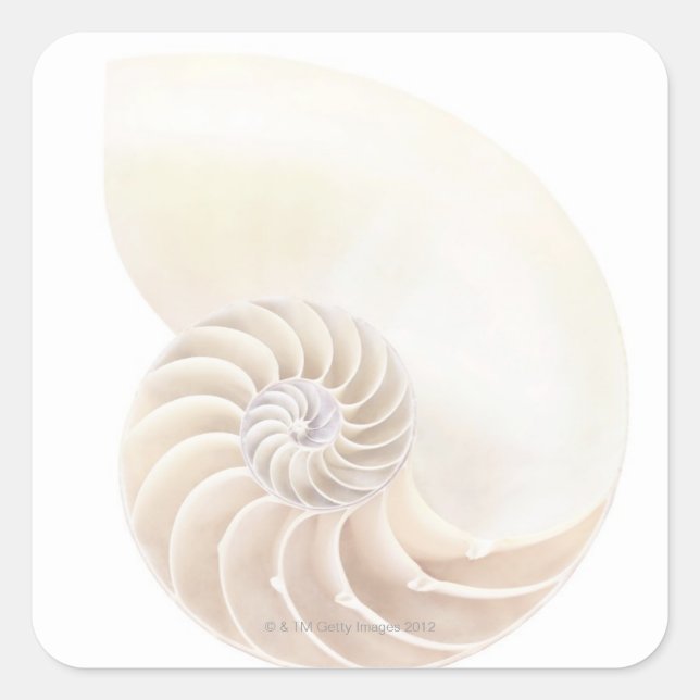 Nautilus shell, close-up square sticker (Front)