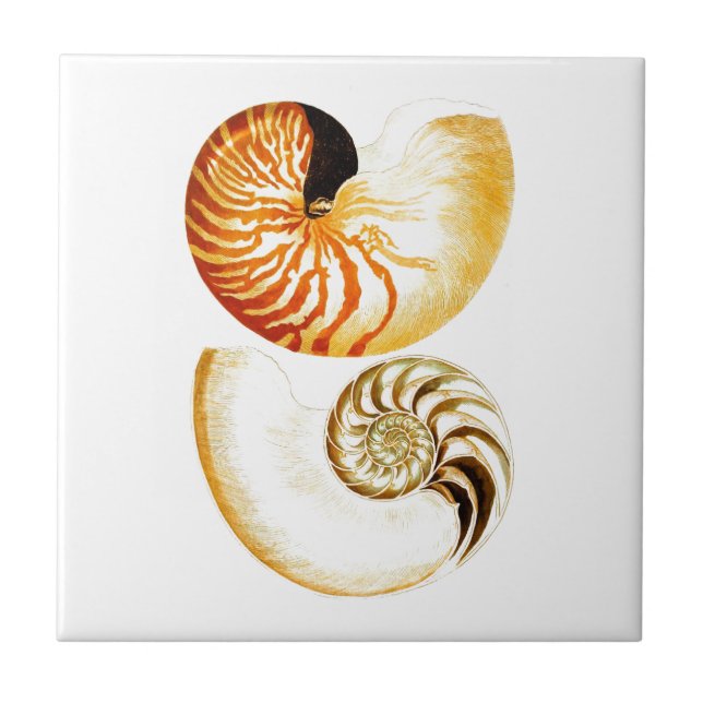 Nautilus Shell Seashell no.8 Beach Decor Art Tile (Front)