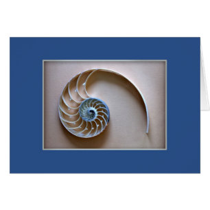 Nautilus Shell Section