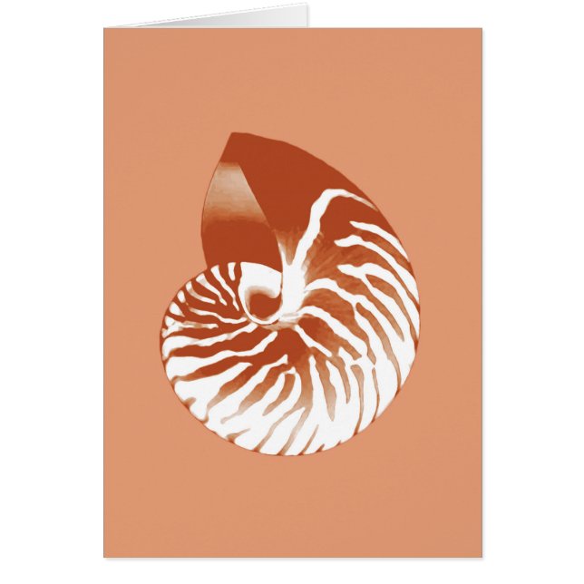 Nautilus shell - terracotta and white (Front)