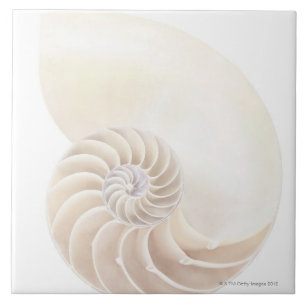 Nautilus Shell Tile