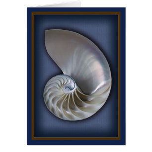 Nautilus Shell Vertical 2