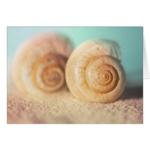 Nautilus Shells On Beach