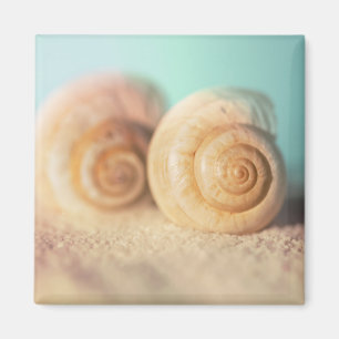 Nautilus Shells On Beach Magnet