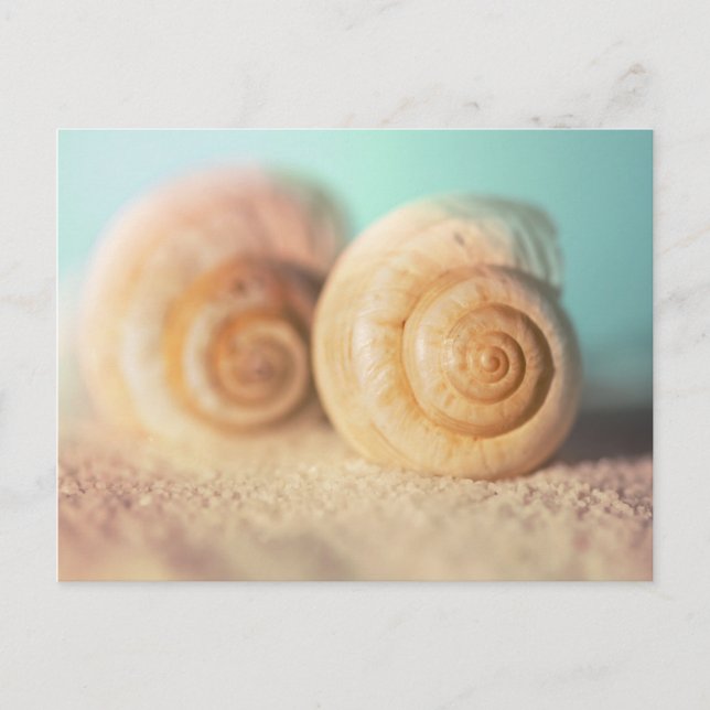 Nautilus Shells On Beach Postcard (Front)