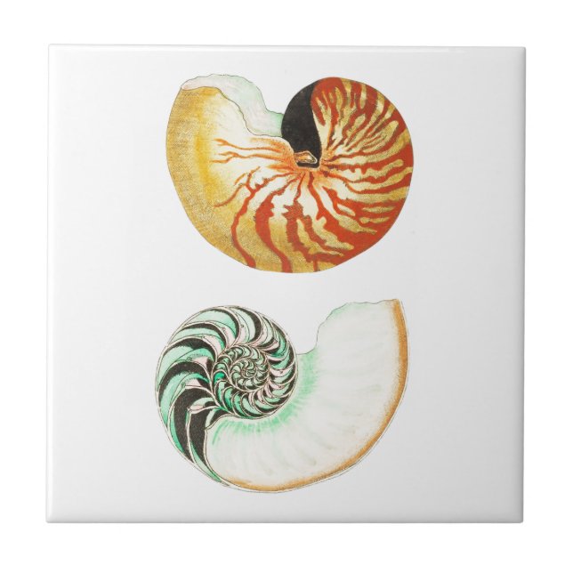"NAUTILUS SHELLS" SEALIFE CERAMIC TILE (Front)