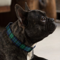 Navy Blue and Green Black Watch Plaid Dog