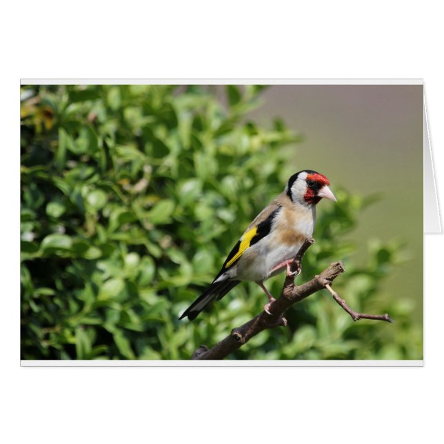 nch (Front Horizontal)