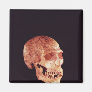Neanderthal Skull, discovered on Mt Carmel Magnet