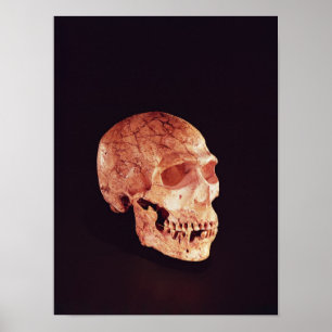 Neanderthal Skull, discovered on Mt Carmel Poster