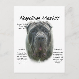 Neapolitan Mastiff (grey) History Design Postcard