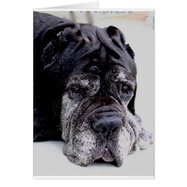 neapolitan mastiff.png (Front)