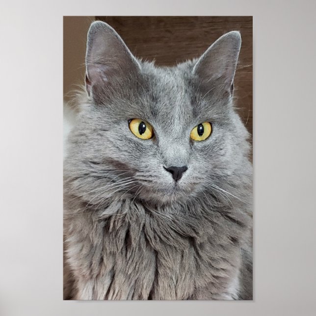 Nebelung Long-Haired Russian Blue Cat Poster (Front)