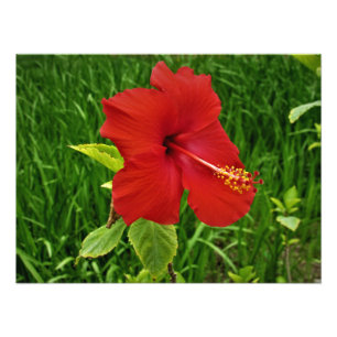 "Nebraskan Hibiscus" Photo Print