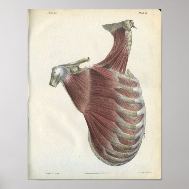 Neck Shoulder Muscles Vintage Anatomy Print (Front)