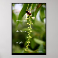 Nectar of Life